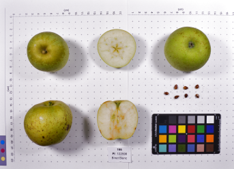 Click for 2 image(s) for this accession.